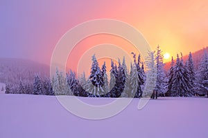 Sunrise enlightens sky, mountain and trees standing in snowdrifts covered by frozen snow with yellow shine.