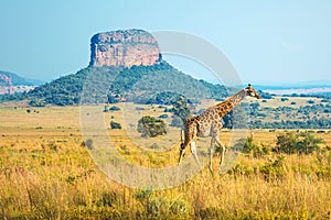 Sunrise in the Entabeni Safari Game Reserve, South Africa