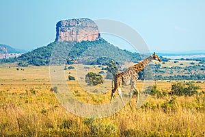 Sunrise in the Entabeni Safari Game Reserve, South Africa photo