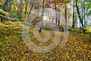 Sunrise in fall coloured forest near hrad Sasov castle near river Hron during autumn