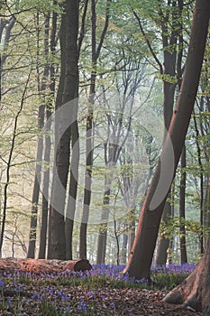 Sunrise with fallen tree in bluebell forest