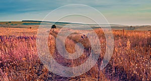 Sunrise in field. beautiful panorama rural landscape with fog