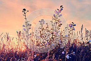 Sunrise in field. beautiful panorama rural landscape with fog, sunrise and blossoming meadow