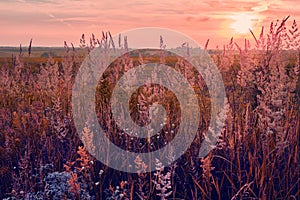 Sunrise in field. beautiful panorama rural landscape with fog, sunrise and blossoming meadow.