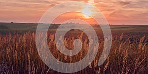 Sunrise in field. beautiful panorama rural landscape with fog, sunrise and blossoming meadow