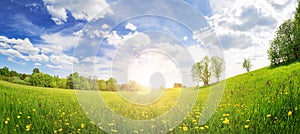 Sunrise on the field with blooming dandelions in natural park.