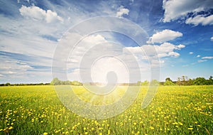 Sunrise on the field with blooming dandelions in natural park.