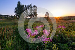 Sunrise in field with violet flowers