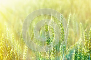 Sunrise in a field of wheat