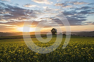 Sunrise in the fields, Cornwall, uk