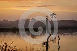 Sunrise in a Florida Wetland