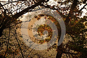 Sunrise with fog in the forest colored in green and yellow. early autumn landscape in the wild