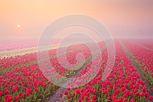 Sunrise and fog over blooming tulips, The Netherlands