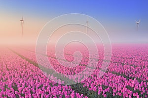 Sunrise and fog over blooming tulips, The Netherlands photo