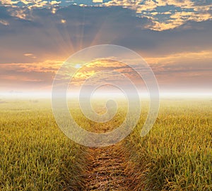 Sunrise with fog over the yellow rice field with dew drop