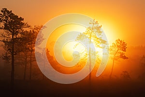 Sunrise in a foggy Estonian bog