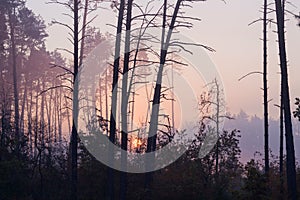 Sunrise in a foggy forest. Autumn landscape with pines and fog