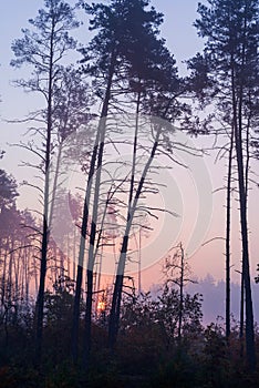 Sunrise in a foggy forest. Autumn landscape with rising sun and fog.