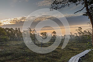 Sunrise at foggy swamp with small dead trees covered in early morning.