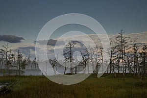 Sunrise at foggy swamp with small dead trees covered in early morning.