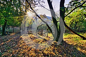 Východ slnka v lese na Krivín pri Hronskom Beňadiku