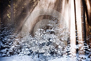 Sunrise in the forest. natural winter backkground