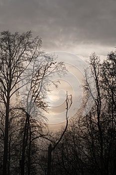 Sunrise in a forest in winter with dead tree