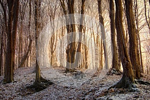 Sunrise in a frozen forest in winter