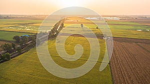 Sunrise on golden rice fields photo