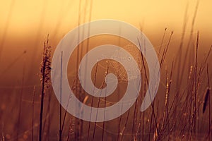 Sunrise in the grass