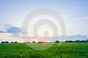 Sunrise on the green summer field