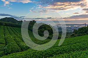 Sunrise on green tea plantation with city view