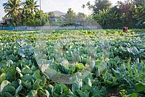 Green vegetable field in Pua