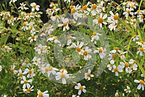 The sunrise is greeted by beautiful blooming flowers.  white crown and yellow stamens