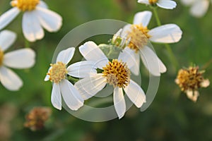 The sunrise is greeted by beautiful blooming flowers.  white crown and yellow stamens