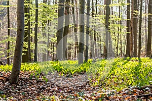 Sunrise in the Hallerbos national park