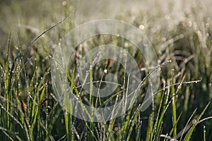 Sunrise Through High Grasses in Misty Morning in Spring