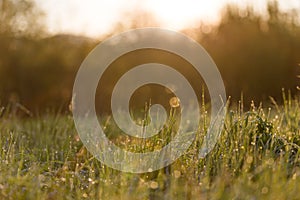 Sunrise Through High Grasses in Misty Morning in Spring