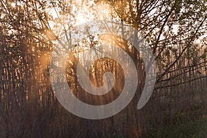 Sunrise Through High Wild Grasses in Misty Morning in Spring