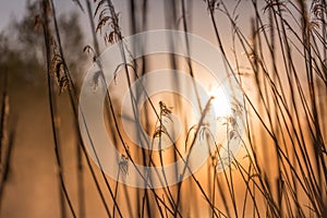 Sunrise Through High Wild Grasses in Misty Morning in Spring