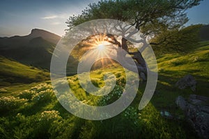 Sunrise in the highlands. Old tree, spring grass in the foreground. Landscape with the sun. Morning in the mountains