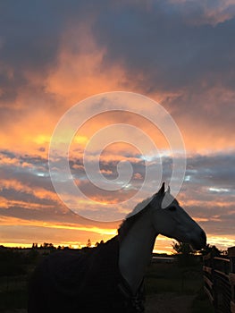 Sunrise horse head silhouette