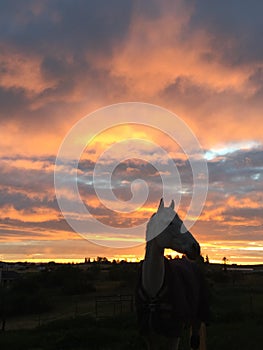 Sunrise horse head silhouette