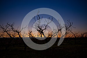 Sunrise on an Idaho orchard with fruit tree silhouette