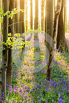 Sunrise illuminating bluebells