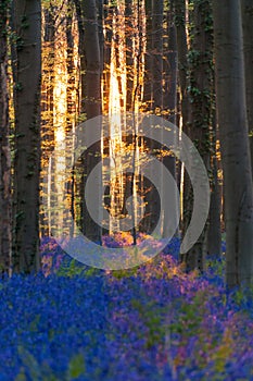 Sunrise illuminating bluebells