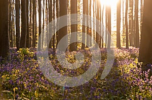 Sunrise illuminating bluebells