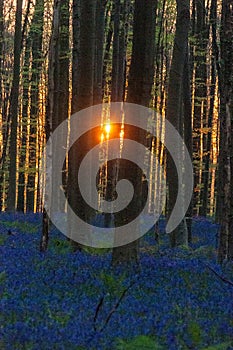 Sunrise illuminating bluebells