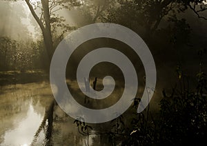 Sunrise on the jungle, Bardia national park, Nepal