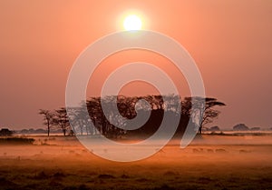 Sunrise in the Kafue National Park. The stunning pink mist. Africa. Zambia.